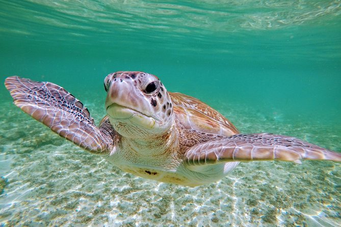 Private Cenote & Snorkeling Tour with Turtles in Akumal - Stop 1: Taak Bi Ha Cenote Snorkeling in a Limestone Jungle Cavern