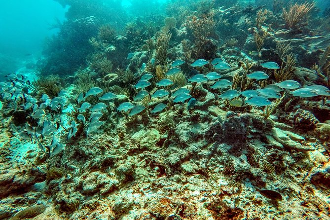Private Cenote & Snorkeling Tour with Turtles in Akumal - Lunch at a Local Spot After Swimming