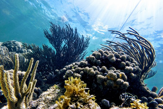 Private Cenote & Snorkeling Tour with Turtles in Akumal - Transfers, Timing, and What a Smooth Day Actually Looks Like