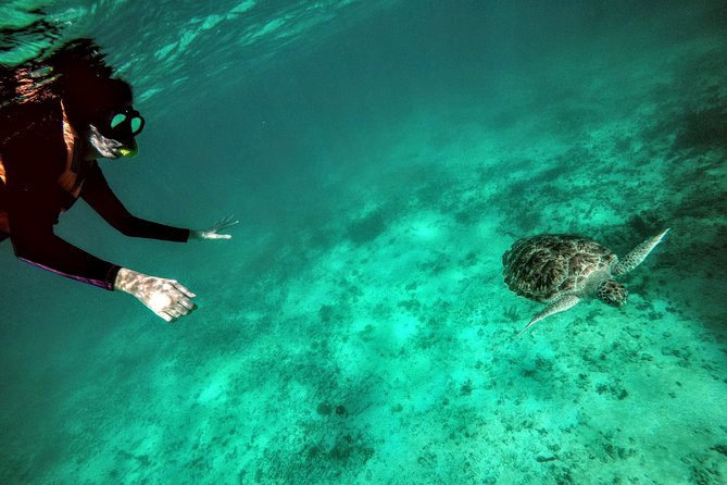 Private Cenote & Snorkeling Tour with Turtles in Akumal - Price and What $180 Covers for a 5-Hour Private Day