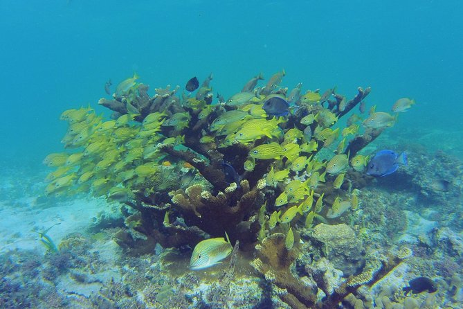 Private Escape: Isla Contoy & Isla Mujeres with Snorkeling - Guides and crew: Why names like Susana and Diego show up