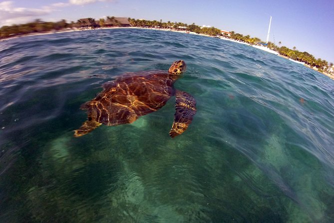 Private Experience: Akumal sea turtles encounter and Yal-kú lagoon colorfull fish snorkel. - The Guide Makes the Difference: Ricardo and David’s Approach
