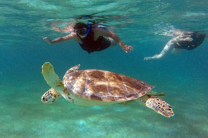 Private Experience: Akumal sea turtles encounter and Yal-kú lagoon colorfull fish snorkel. - Family-Friendly Pace and Who This Tour Fits Best
