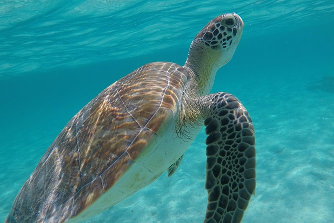Private Experience: Akumal sea turtles encounter and Yal-kú lagoon colorfull fish snorkel. - Price and Value: What You’re Really Paying For