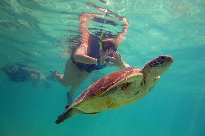 Private Experience: Akumal sea turtles encounter and Yal-kú lagoon colorfull fish snorkel. - Akumal Bay Stop: Green Sea Turtles, Rays, and Coral-Edge Fish