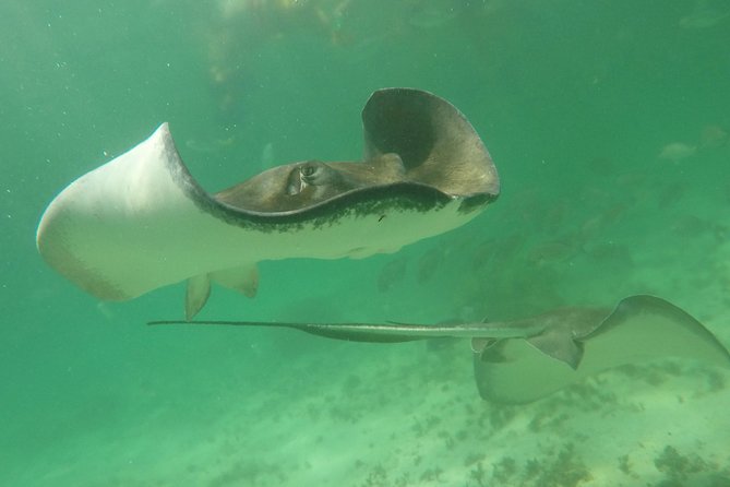 Private Fishing Tour in Yacht Playa del Carmen - The Trophy Taxidermy Option (Yes, Really)
