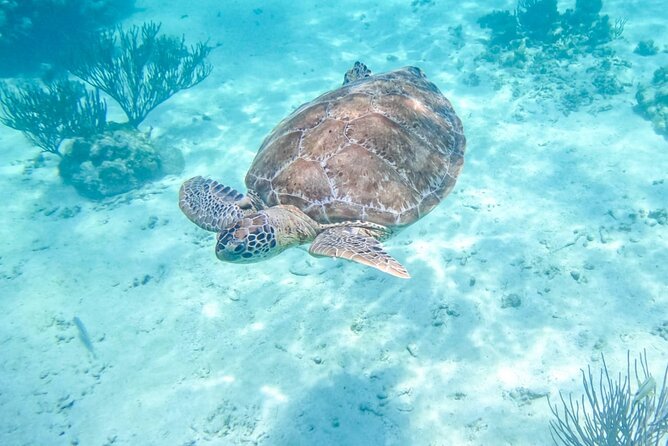 Private Half-day Luxury Experience with Turtles & Majestic Cenote - Key things I’d circle on your plan