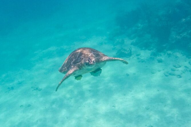 Private Half-day Luxury Experience with Turtles & Majestic Cenote - The Mayan snack stop: flautas, rice, beans, and lemonade