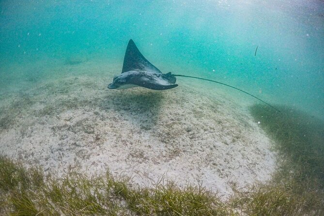 Private Half-day Luxury Experience with Turtles & Majestic Cenote - What to bring for a smooth turtle-and-cenote day