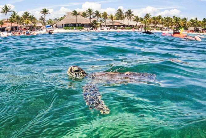 Private Half-day Luxury Experience with Turtles & Majestic Cenote - Who should book this tour (and who might want something else)