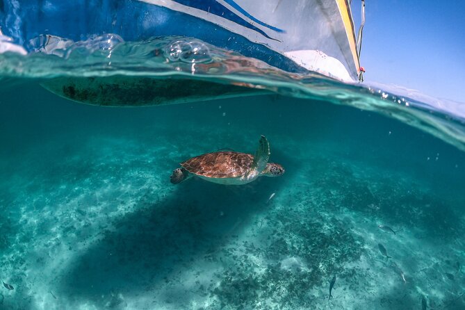 Private Half Day Tour in Cenote Cave and Swimming with Turtles - Entering Nohoch Cenote: Jungle Water, Limestone Caverns, and a Real Guide