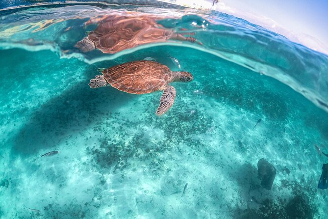 Private Half Day Tour in Cenote Cave and Swimming with Turtles - The Included Stuff That Makes This Day Feel Easier