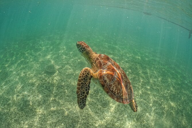Private Half Day Tour in Cenote Cave and Swimming with Turtles - Getting to the Start: 7:30am, Meeting Point, and How Long It Really Takes