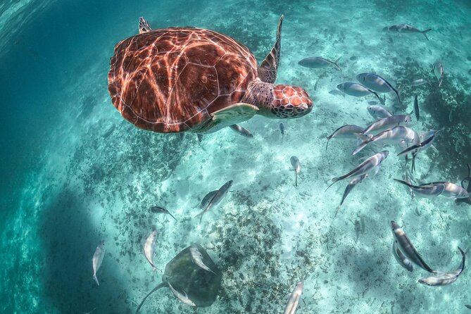 Private Half Day Tour in Cenote Cave and Swimming with Turtles - Wildlife Ethics and How to Do This the Right Way