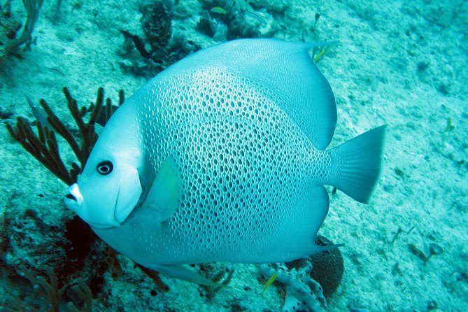 Private Isla Mujeres Adventure & Free Time - Who this Isla Mujeres private day suits best