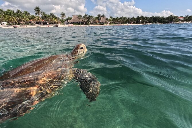 Private Snorkeling with Sea Turtles in Akumal Beach - Akumal Bay’s turtle circuit: what makes this snorkeling different