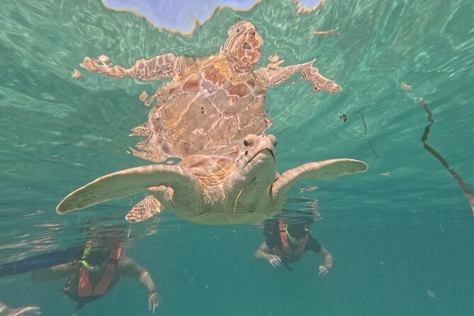 Private Snorkeling with Sea Turtles in Akumal Beach - What you’ll see: green turtles, fish, rays, and reef visitors