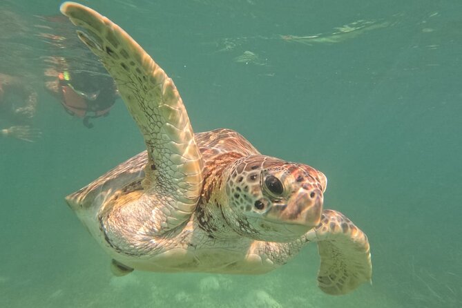 Private Snorkeling with Sea Turtles in Akumal Beach - Safety and comfort: life jackets, currents, and being ready to swim