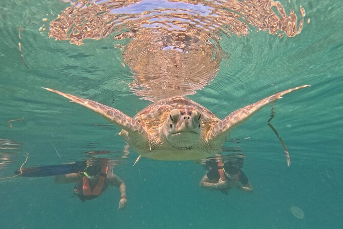 Private Snorkeling with Sea Turtles in Akumal Beach - Price and value: what $65.57 buys in Akumal