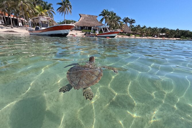 Private Snorkeling with Sea Turtles in Akumal Beach - Where the tour starts: Playa Akumal and what to do when you arrive