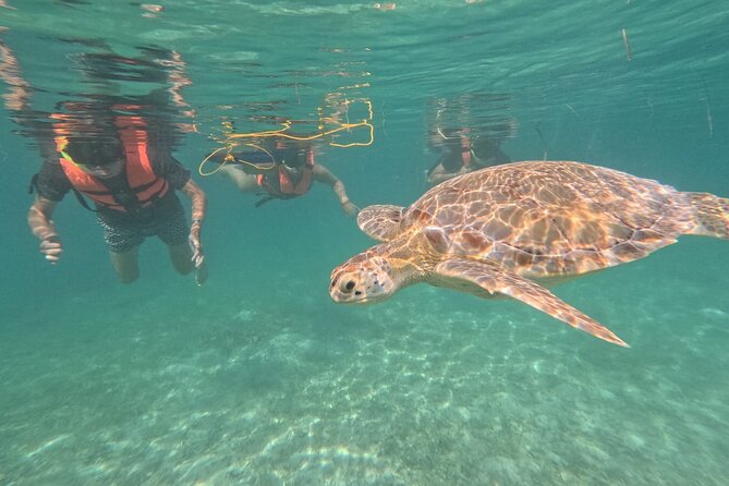 Private Snorkeling with Sea Turtles in Akumal Beach - Who should book this turtle snorkeling (and who should rethink it)