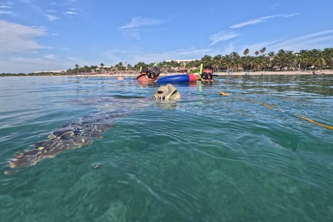 Private Snorkeling with Sea Turtles in Akumal Beach - The one-hour swim plan: how 50 minutes in the circuit feels