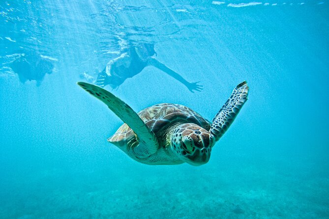 "Private snorkeling with turtles in Akumal + Photos included" - Key things that make this Akumal turtle snorkeling different