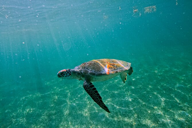 "Private snorkeling with turtles in Akumal + Photos included" - Water Photography Included: The Part You’ll Be Glad You Didn’t DIY