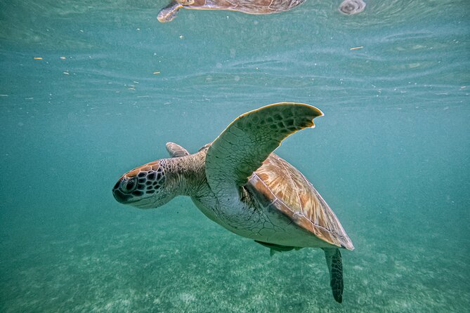"Private snorkeling with turtles in Akumal + Photos included" - Timing Matters: Why Morning Can Make Your Trip Feel Easier