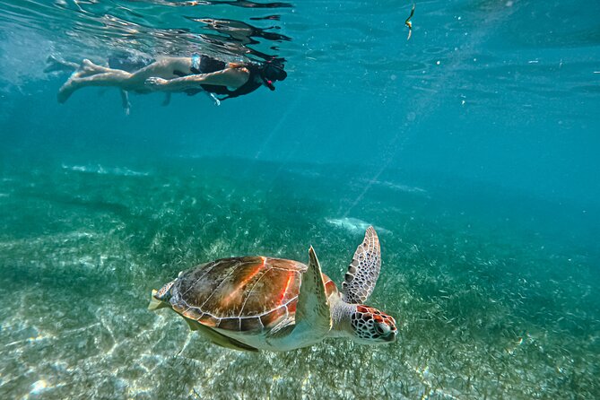 "Private snorkeling with turtles in Akumal + Photos included" - Private Setup: Beach Intro, Gear, and Park Access