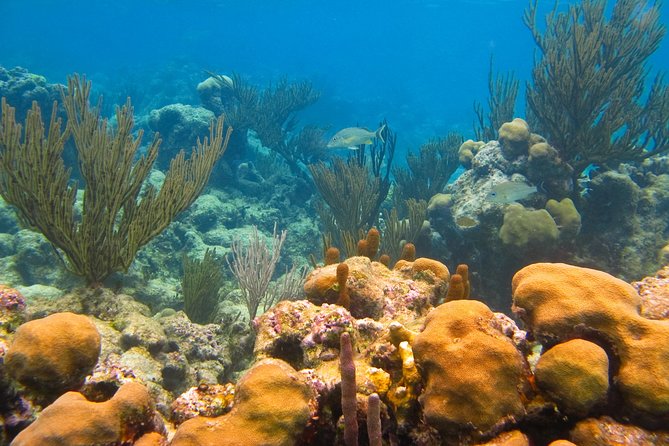 Private swiming with Turtles in Akumal - Should you book Private Swimming with Turtles in Akumal?