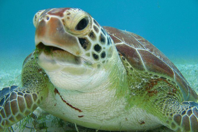 Private swiming with Turtles in Akumal - Akumal Turtle Bay: what you’re really paying for underwater