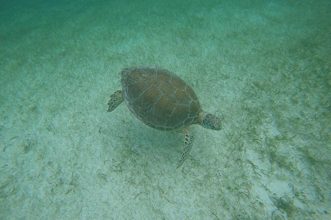 Private Tour: Akumal Marine Turtle Snorkeling and Cenote Adventure - Pickup from Cancun, Playa del Carmen, and the Cozumel ferry port