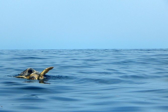 Private Tour: Akumal Marine Turtle Snorkeling and Cenote Adventure - Who should book this turtle-and-cenote private tour