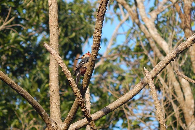 Private Tour: Birdwatching Playa del Carmen - 6:00 am birdwatching in Sian Ka’an: why the timing matters