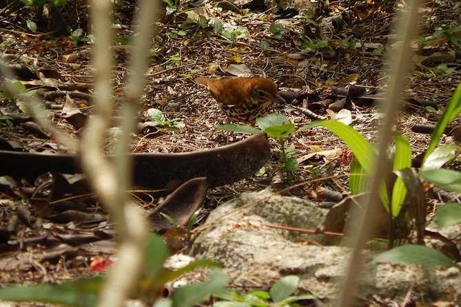 Private Tour: Birdwatching Playa del Carmen - Stop 1: Sian Ka’an Natural Reserve walk and what to expect on the ground