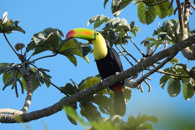 Private Tour: Birdwatching Playa del Carmen - Price and value: when $525 per group makes sense