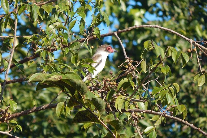 Private Tour: Birdwatching Playa del Carmen - Who should book this birdwatching tour (and who might not)