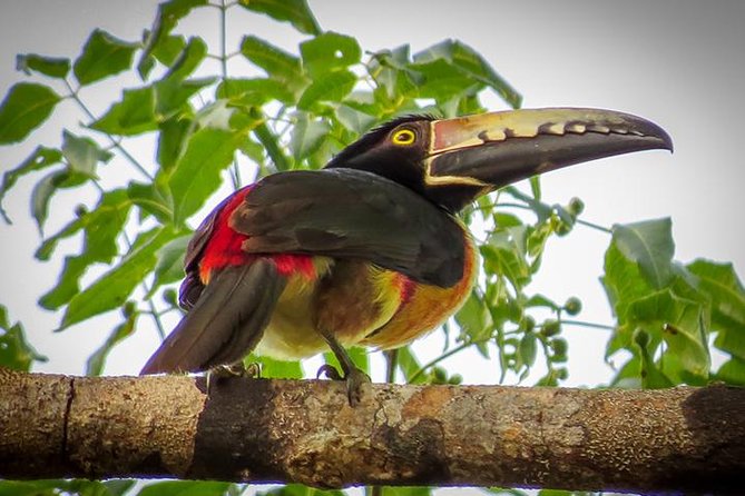 Private Tour: Birdwatching Playa del Carmen - What you’re really watching: endemic, migratory, and the stuff around them