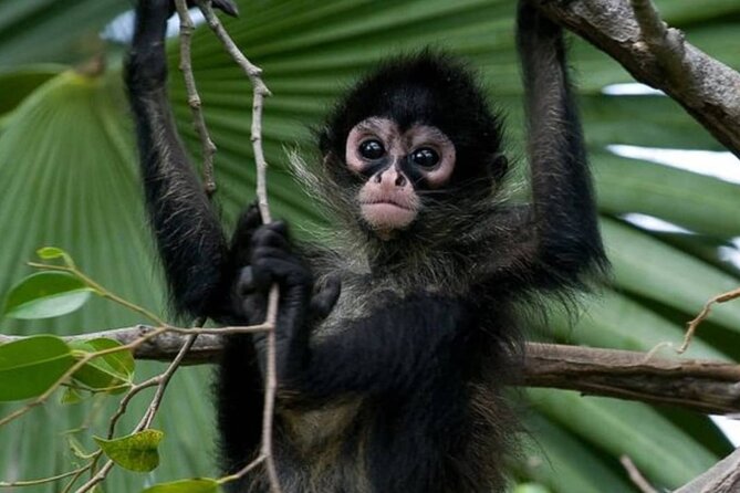 Private Tour Coba Ruin Punta Laguna Monkey Spider Cenote Mayan Village - Key Things I’d Plan Around