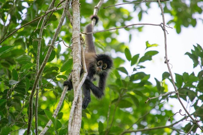Private Tour: Coba ruins & Monkey Sanctuary with Punta Laguna - Price and value of a $425 private day