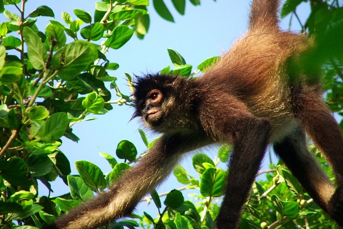 Private Tour Punta Laguna Monkey Sanctuary Zip Line - Key highlights worth your attention