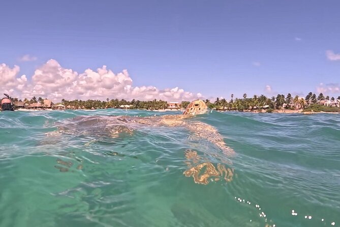 Private Tour to Tulum and Swimming with Turtles in Akumal - What’s Included (and Why It’s Worth Checking)