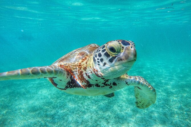 Private Tour to Tulum and Swimming with Turtles in Akumal - Price and Logistics: Is $170.55 Per Person a Good Deal?