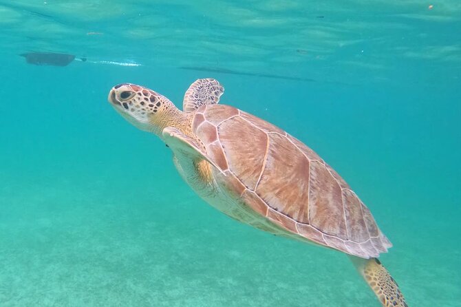Private Tour to Tulum and Swimming with Turtles in Akumal - Pacing, Physical Fitness, and Who This Tour Fits Best