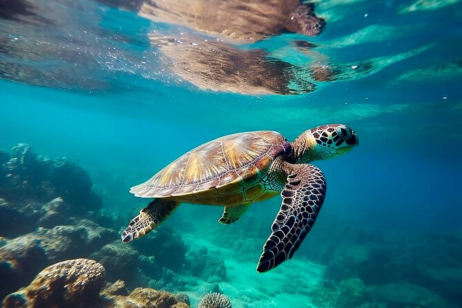 Private Tour Tulum Tortugas Cenote Beach All Inclusive - Quick highlights that matter