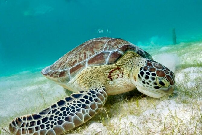 Private Tour Tulum Tortugas Cenote Beach All Inclusive - Price and logistics: when $250.89 per person feels fair