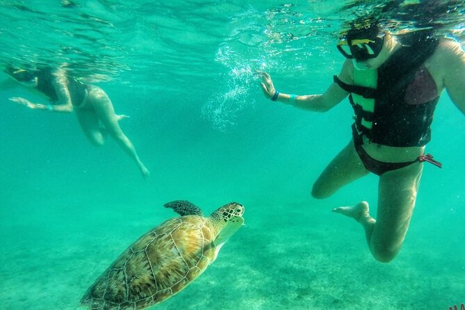 Private Tour: Turtle Swim & Cenote - Key things to know before you go