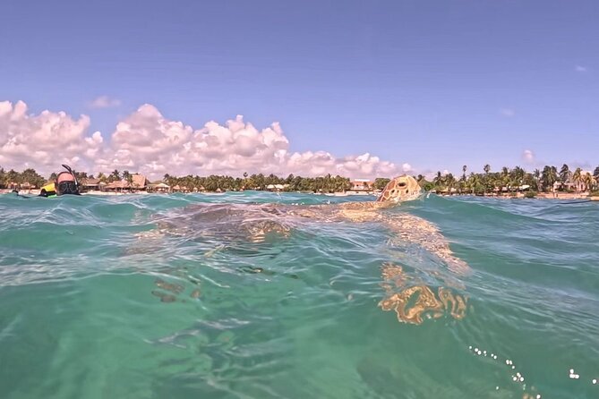 Private Tour: Turtle Swim & Cenote - Akumal Bay turtle snorkeling: the calm, magical part of the ocean