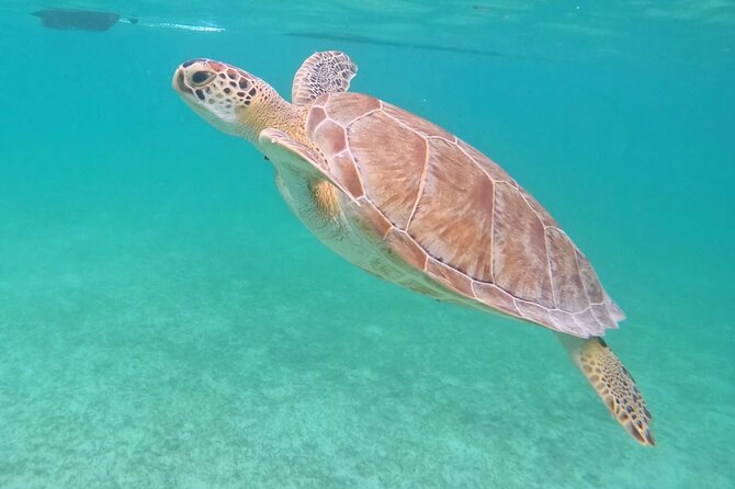 Private Tour: Turtle Swim & Cenote - Lunch with locals: why the meal is more than a break